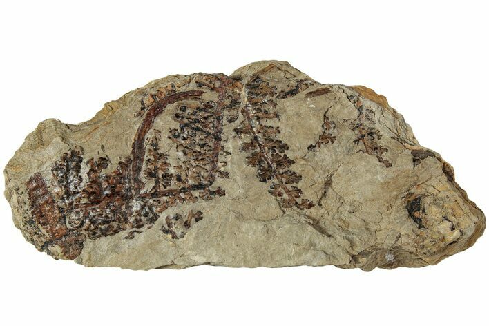 Pennsylvanian Fossil Fern (Eusphenopteris) Plate - West Virginia #232174
